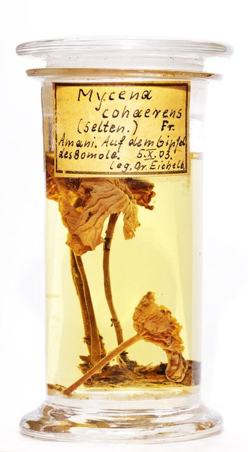 Vorschaubild Mycena cohaerens (Pers.) Gillet